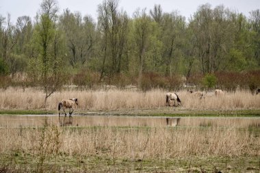 Hollanda, Flevoland 'daki ormanın yakınındaki bir tarlada bir at sürüsü.