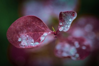 Böğürtlen yapraklarının üzerine bulanık arkaplanlı su damlalarının makro odak noktası.