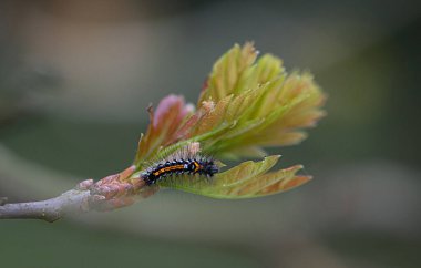 yeşil yaprak üzerinde sürünerek tırtıl