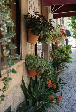 Valdemossa, Mallorca, İspanya 'daki bir binanın yanında asılı sarmaşık bitkileri ve diğer bitkilerin fotoğrafı.