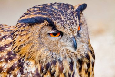 Avrasya kartal baykuşunun yakın çekimi, Bubo bubo.