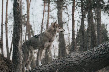 Saarlos Wolfdog 'un ormandaki panoramik görüntüsü.