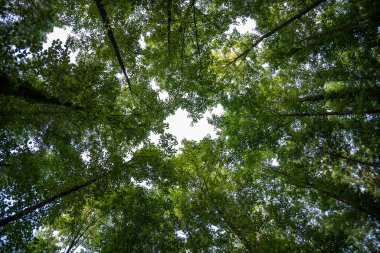 Ormanda yeşil yapraklı uzun ağaçların alçak açılı görüntüsü