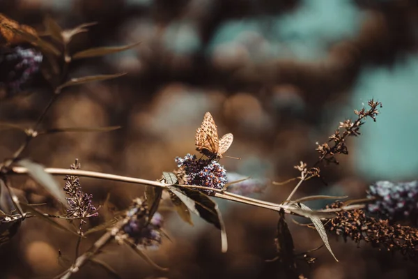 Detailní Záběr Krásného Motýla Sedícího Větvi Malých Květin — Stock fotografie