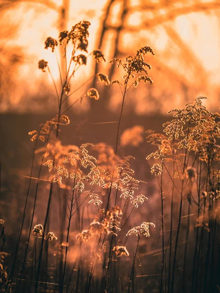 春には日没の色で庭で栽培された乾燥した野花のクローズアップショット — ストック写真