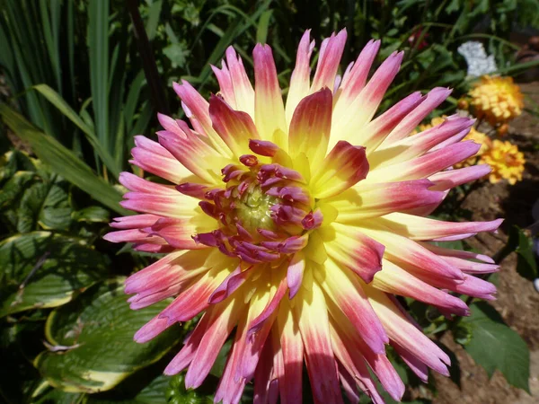 Closeup Yellow Cactus Dahlia Pink Edges Green Leaves Sunlight — Stock Photo, Image