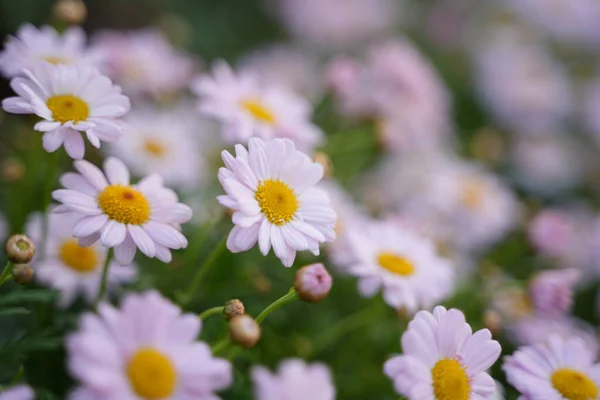 大自然美丽的雏菊的精选照片 — 图库照片