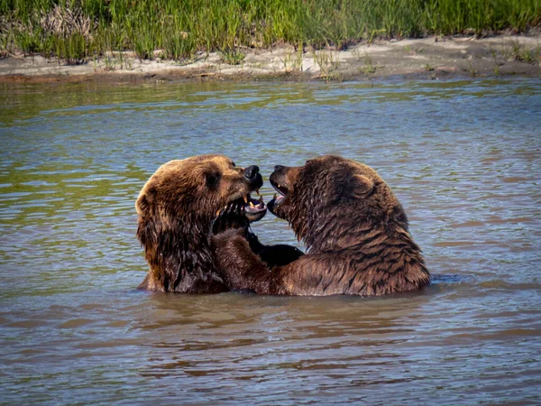 Ett Par Bruna Grizzlybjörnar Slåss Vattnet — Stockfoto