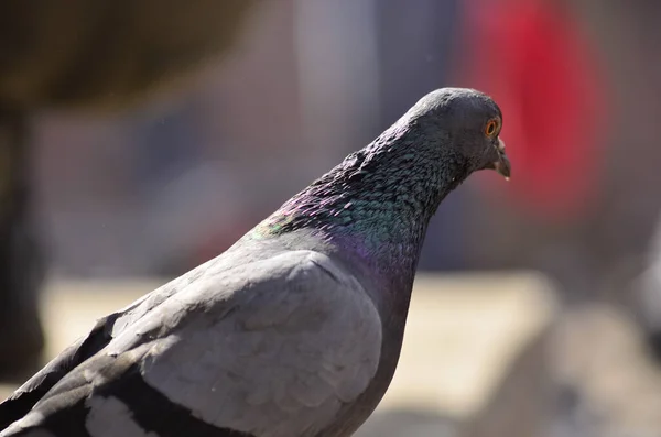 背景のぼやけた鳩のクローズアップ — ストック写真