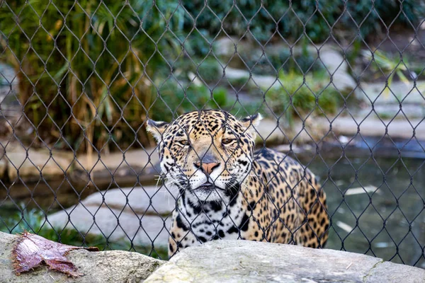 動物園の柵の後ろからカメラを見るジャガー — ストック写真