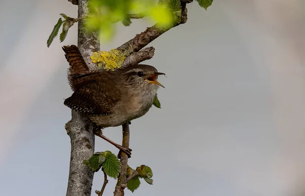 Bild Wren Grenen Ett Träd — Stockfoto