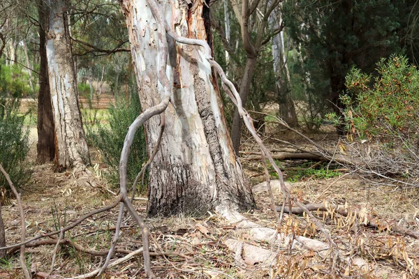 Een Close Shot Van Eucalyptus Bomen Struiken Australisch Struikgewas — Stockfoto