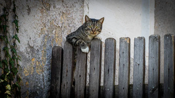 Rozkošná Pruhovaná Kočka Zelenýma Očima Visícíma Plotu — Stock fotografie