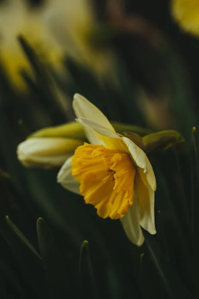 Вертикальный Крупный План Жёлтого Нарцисса Растущего Зелёной Траве — стоковое фото