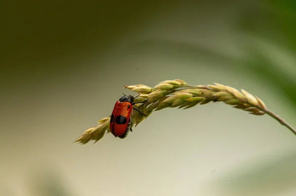 Tiro Foco Raso Clytra Laeviuscula Vermelho Sentado Ramo — Fotografia de Stock