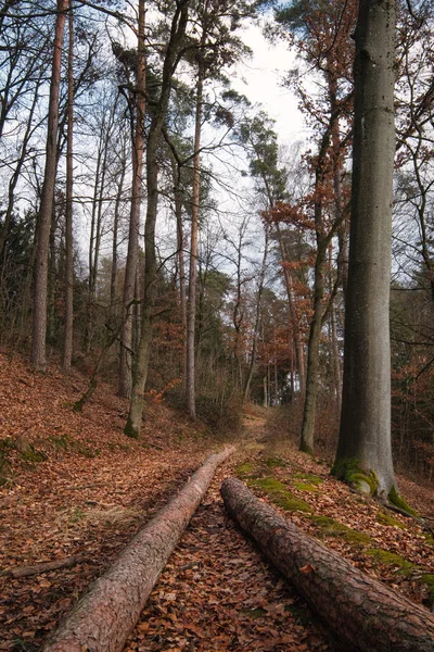 Eine Stimmungsvolle Herbstliche Waldlandschaft Mit Belaubtem Boden Österreich — Stockfoto