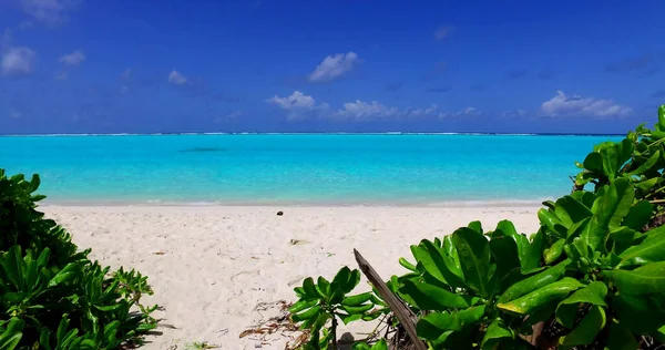 Une Belle Vue Sur Une Plage Avec Des Plantes Par — Photo