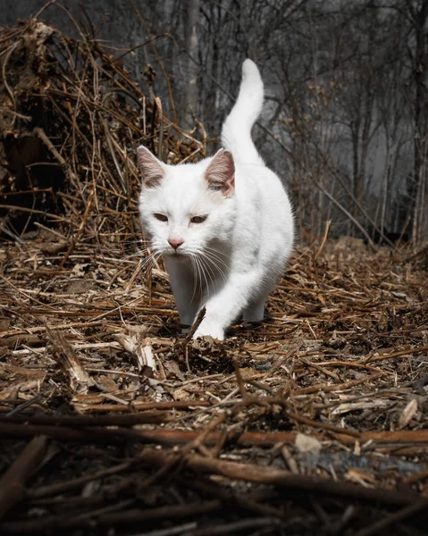 Großaufnahme Einer Weißen Katze Die Der Sonne Spielt — Stockfoto