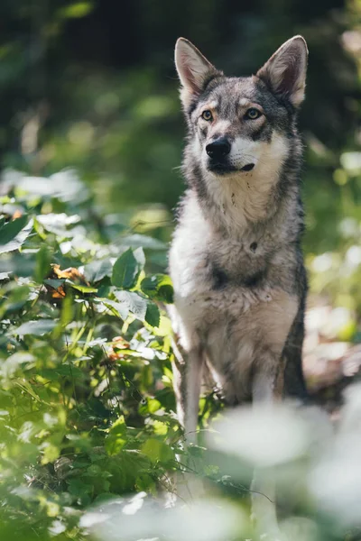 Een Zonnige Verticale Ondiepe Focusopname Van Een Saarloos Wolfshond Die — Stockfoto