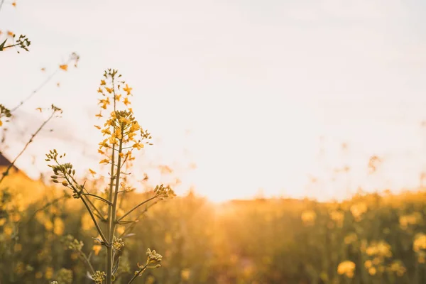 Gros Plan Une Plante Colza Champ Coucher Soleil Sur Fond — Photo