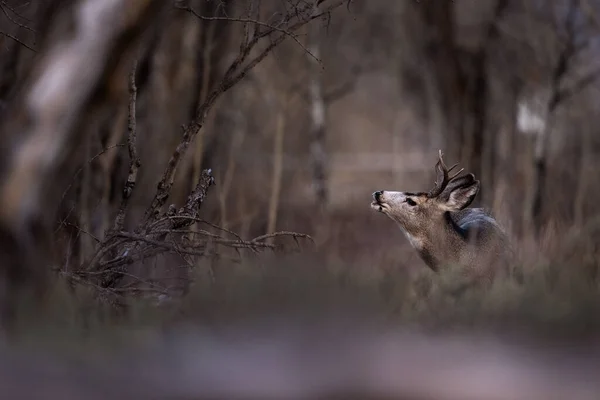 Πλευρική Λήψη Του Μεγαλοπρεπούς Mule Deer Buck Στο Εθνικό Πάρκο — Φωτογραφία Αρχείου