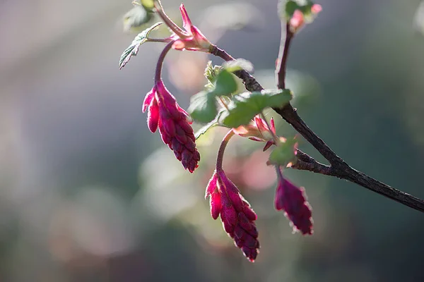 Ett Grunt Fokus Vacker Vinbärsröd Blomma Med Gröna Blad Trädgård — Stockfoto