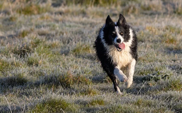 Ein Verspielter Border Collie Läuft Auf Dem Rasen — Stockfoto