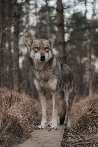 Uma Vista Perto Saarloos Wolfdog — Fotografia de Stock