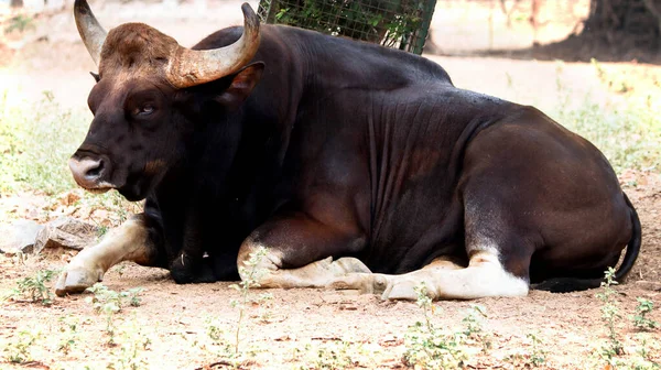 Bisonte Vaca Silvestre Buey Yace Suelo Hábitat Natural — Foto de Stock