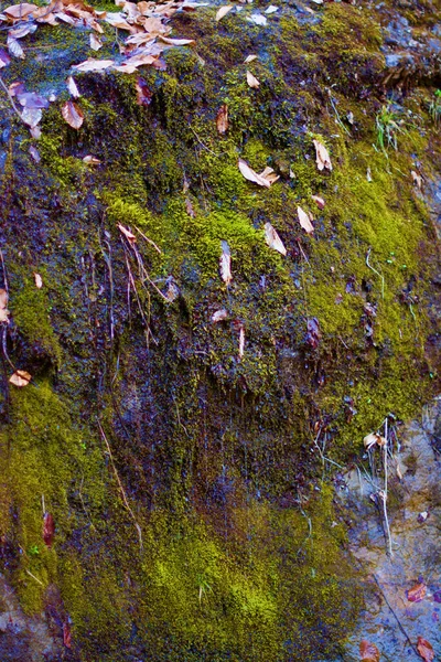 Colpo Verticale Tronco Albero Coperto Muschio Una Roccia Nella Foresta — Foto Stock