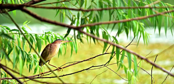 Primer Plano Pequeño Pájaro Amarillento Encaramado Una Rama Árbol Entre —  Fotos de Stock