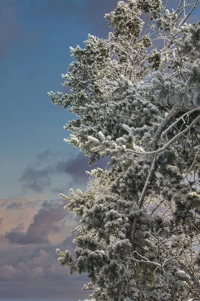 Ένα Κάθετο Πλάνο Από Κλαδιά Πεύκου Καλυμμένα Χιόνι Στο Φόντο — Φωτογραφία Αρχείου