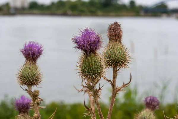 Closeup Welted Thistle Carduus Acanthoides Riverbank Selected Focus — Stock Photo, Image