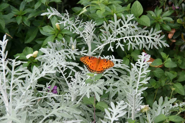 Una Bella Foto Una Farfalla Passione Appollaiata Una Pianta Giardino — Foto Stock