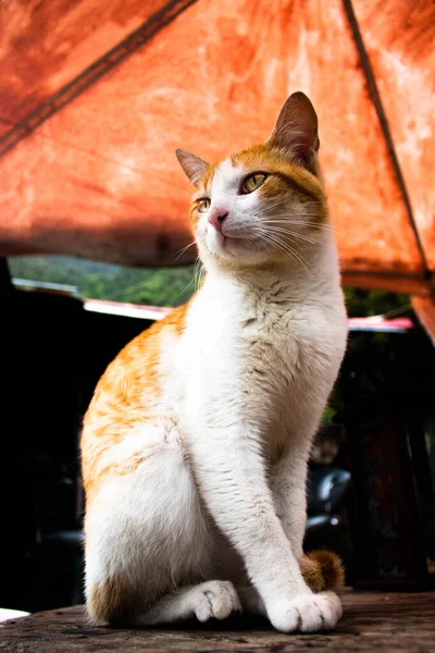 Closeup Shot Red White Shorthair Stray Cat Sitting Ground Street — Stock Photo, Image