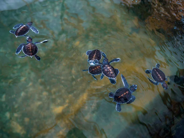 Een Groep Babyschildpadden Vereniging Voor Instandhouding Van Zeeschildpadden — Stockfoto