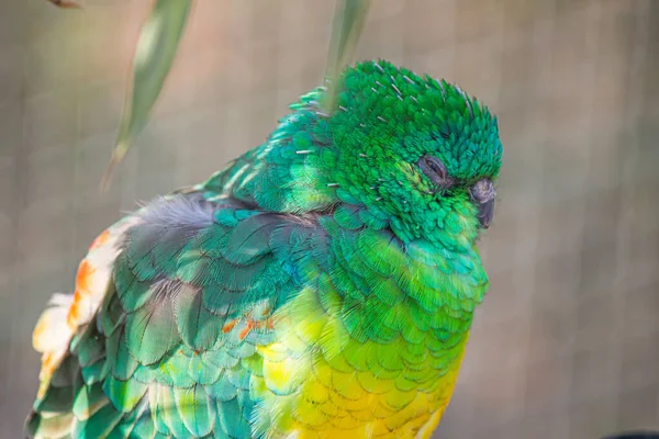 Egy Gyönyörű Színes Vörös Papagáj Közelsége — Stock Fotó
