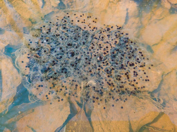 Вид Зверху Ікру Жаби Бульбашки Брудній Воді — стокове фото