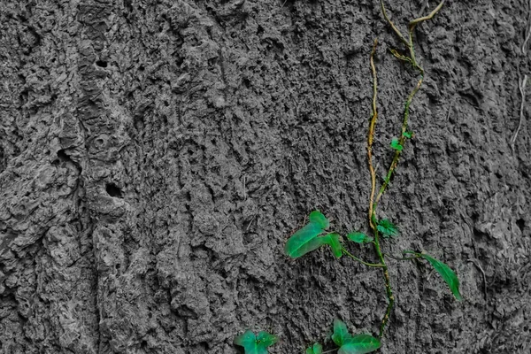 Une Jeune Plante Poussant Sur Vieux Bois — Photo