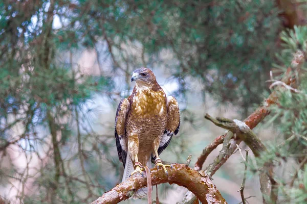 Selective Focus Shot Hawk Perched Tree Branch — Stock Photo, Image