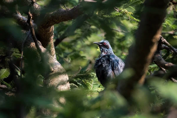 Oiseau Moqueur Bleu Melanotis Caerulescens Perché Sur Une Branche Arbre — Photo