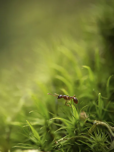 Disparo Vertical Una Pequeña Hormiga Pie Sobre Una Planta Verde —  Fotos de Stock