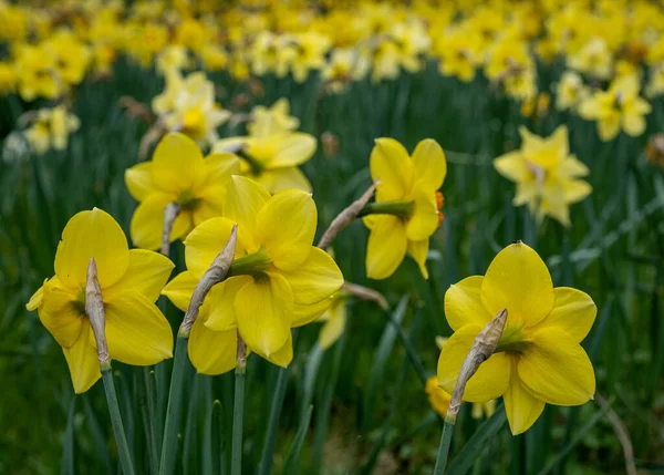 Many Spring Daffodils Full Bloom Daffodil Valley Waddesdon Manor Buckinghamshire — Stock Photo, Image