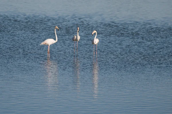 Närbild Vackra Flamingos Som Står Flod — Stockfoto