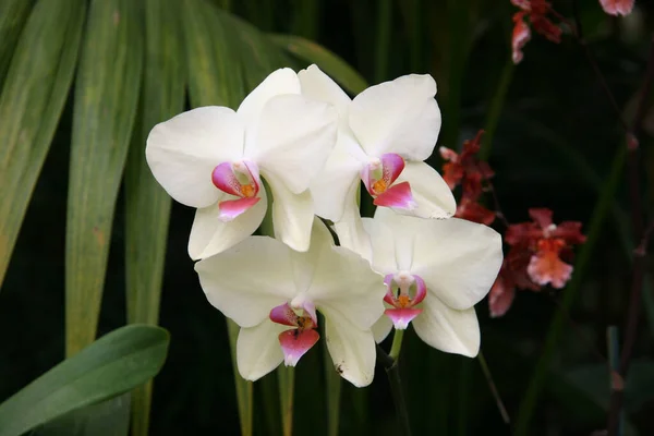 Zbliżenie Strzał Białej Ćmy Kwiaty Orchidei Ogrodzie Słoneczny Dzień Rozmytym — Zdjęcie stockowe