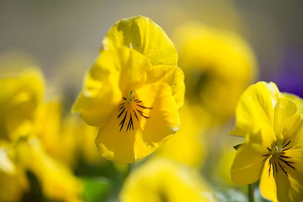 Вибірковий Фокус Зображення Жовтих Місіонерів Квітів Саду — стокове фото