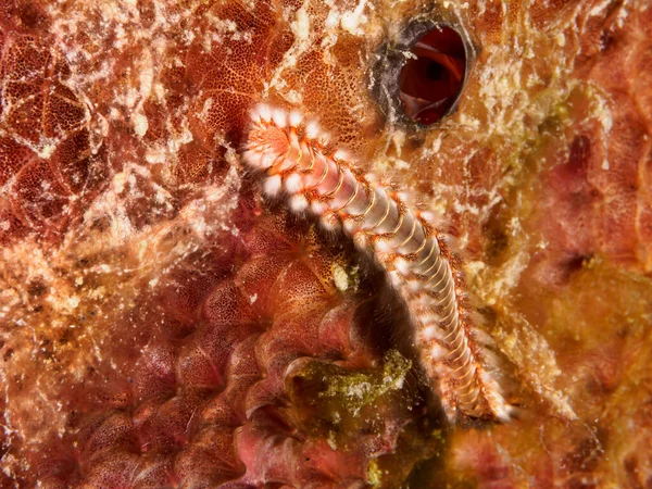 Eine Nahaufnahme Einer Lebhaften Orangefarbenen Hermodice Carunculata Alias Bärtiger Feuerwurm — Stockfoto