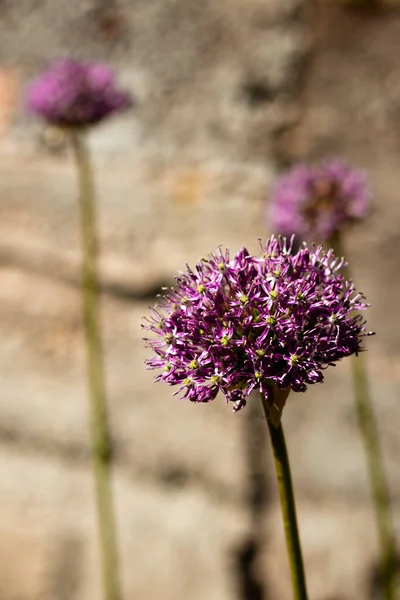 Pionowe Makro Ujęcie Purpurowego Kwitnącego Allium Kwiatu — Zdjęcie stockowe