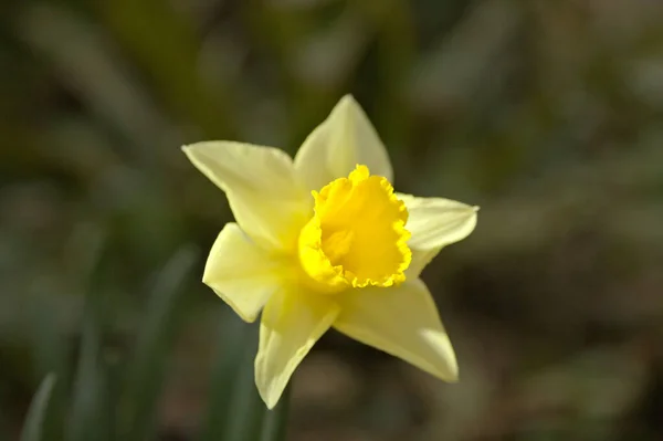 Close Vertical Narciso Amarelo Florescendo Jardim Primavera — Fotografia de Stock