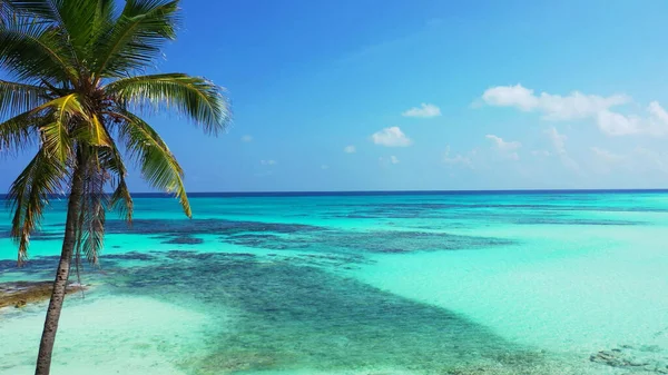Gök Mavisi Okyanusta Büyüyen Bir Palmiye Ağacının Güzel Bir Görüntüsü — Stok fotoğraf